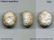 Cidaris_septrifera